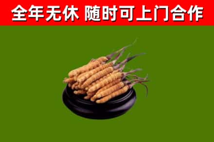 九江市回收散虫草