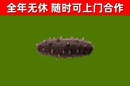 九江市回收海参干